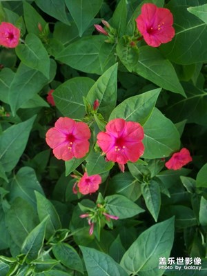 藍(lán)天，花，綠葉