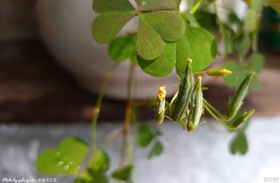 GalaxyA9s   【心有陽光】