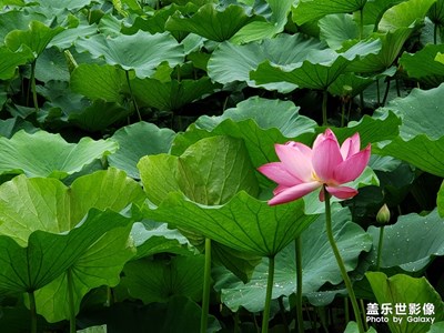 note9拍荷花。