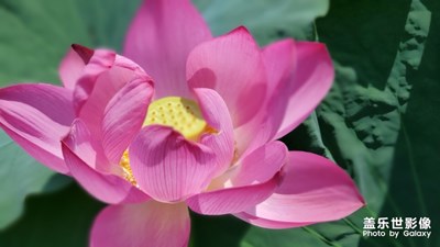 初次試手S10+拍照效果，請點評。