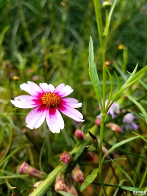不“打鳴”的金雞菊