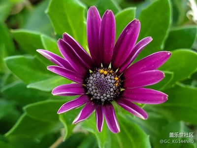 花，漂亮……隨手拍，愿生活如花燦爛