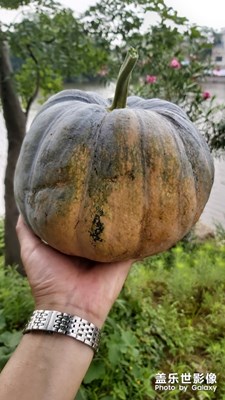 我家小菜園