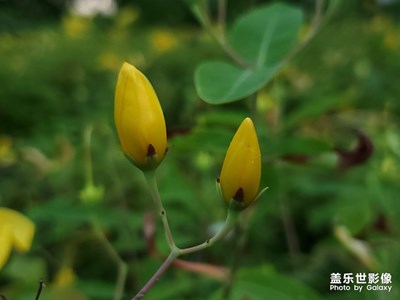 一組金絲桃