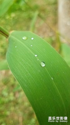 綠葉與雨滴