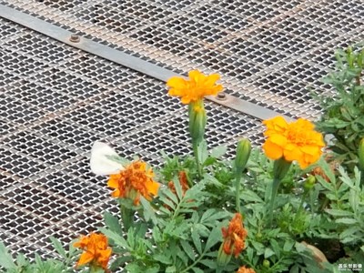 【盛夏光年】五月天的一首歌