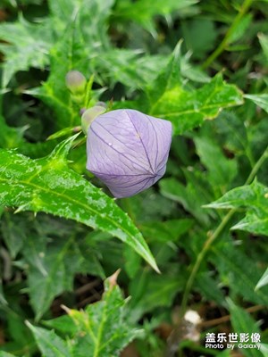 魔天嶺野花