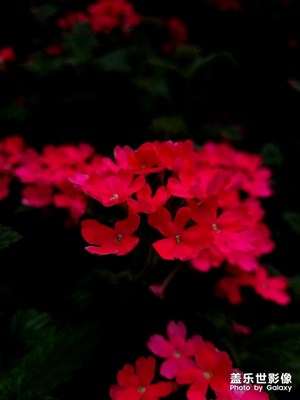 那片紅花