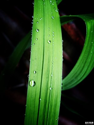 【盛夏光年】+翠綠