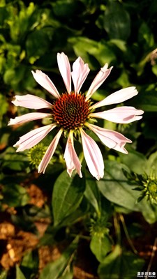 松果菊再發(fā)