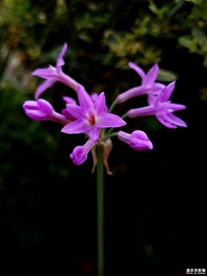 紫嬌花