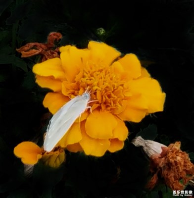 【盛夏光年】+花兒朵朵開