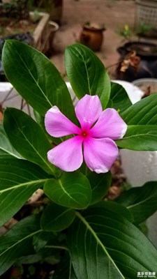 花花草草之 長春花