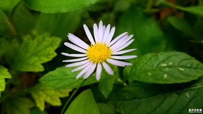花花草草之 馬蘭