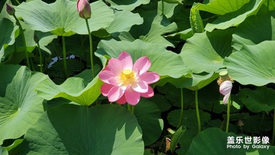 恒山腳下神溪濕地