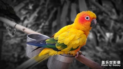 開獎了 【蓋樂世影像周賽第98期】——家有萌寵