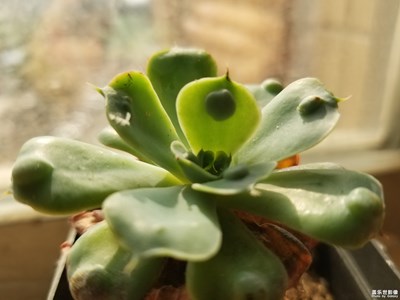 【盛夏光年】+可愛的多肉