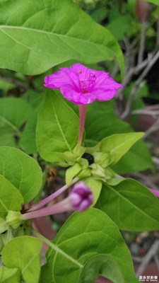 花花草草之 洗澡花