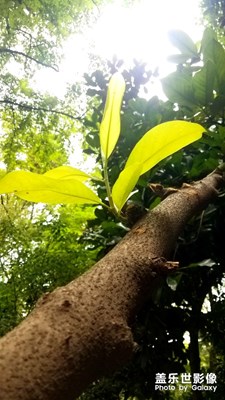 綠
