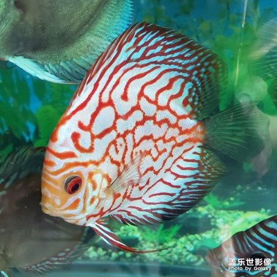 熱帶魚