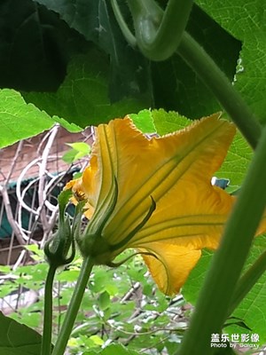 [盛夏光年]+盛夏的果實