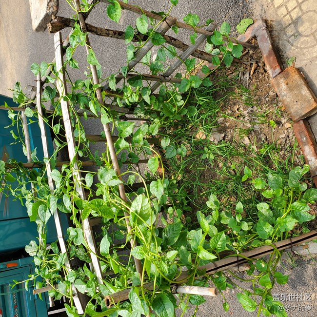 西安天氣比較熱出去吃個面然后拍拍鴿子和天空