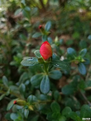 路邊的野花再發(fā)