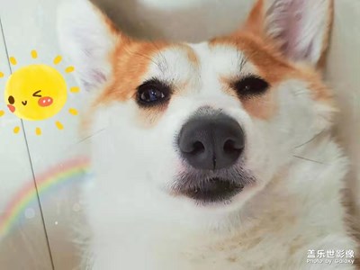 【家有萌寵】+動物日志