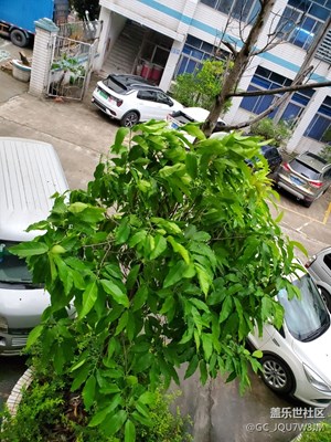 深圳的陰雨終于暫時(shí)停止了
