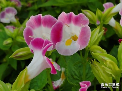 傍晚路邊散步隨拍，漂亮的野花