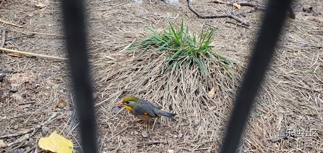 【Galaxy A80星粉體驗活動】A80圖賞