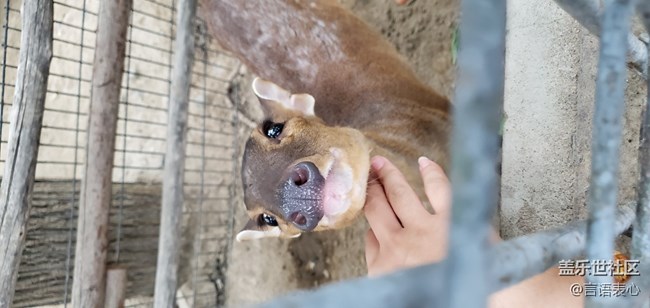 【Galaxy A80星粉體驗活動】A80圖賞