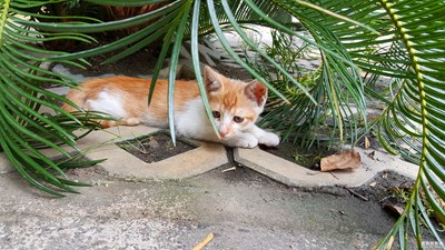 【家有萌寵】+狗子和貓