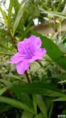 藍花草
