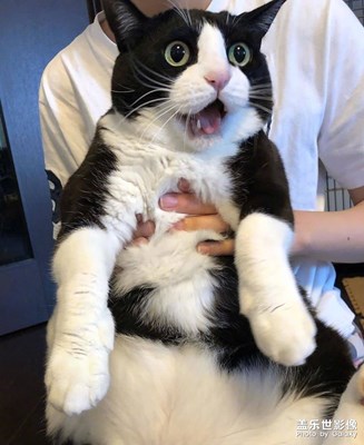 【家有萌寵】+我家貓咪最帥了眼神會放電了啊