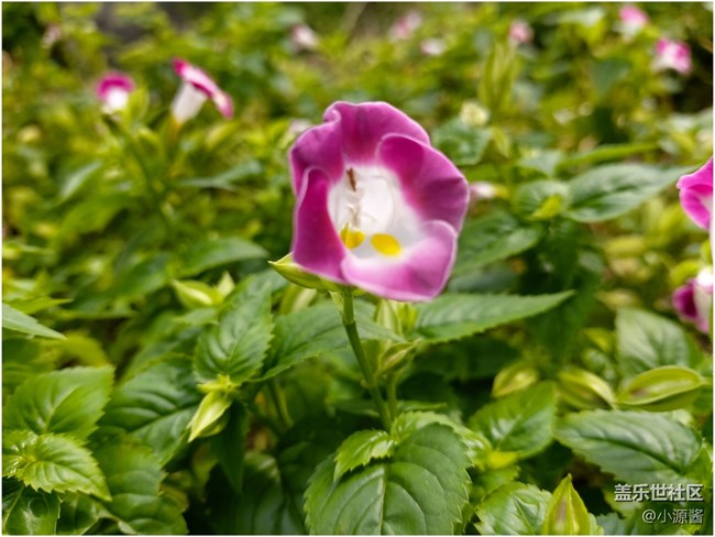 【Galaxy A80星粉體驗(yàn)活動(dòng)】升降翻轉(zhuǎn)三攝之A80快速體驗(yàn)