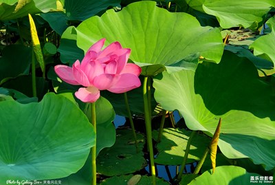 GalaxyS10+荷（一）