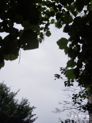 梧桐樹(shù)