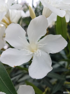 潔白的夾竹桃