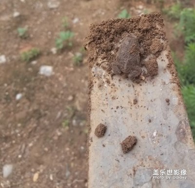 可愛(ài)的蟾蜍請(qǐng)自取