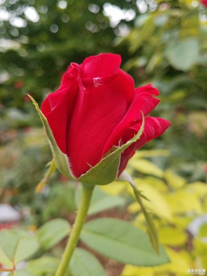 好一朵美麗的“月季花”