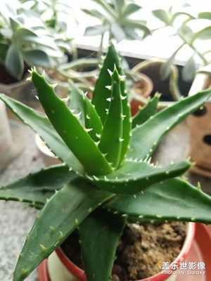 小蘆薈