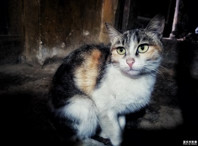 【家有萌寵】+可愛的小動物