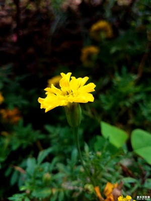 仍是小花花