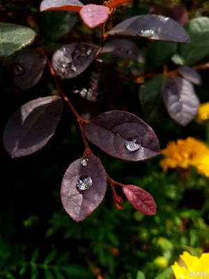 葉上的小雨滴