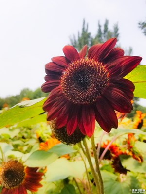 開(kāi)獎(jiǎng)啦【蓋樂(lè)世影像周賽第99期】——花開(kāi)盛夏