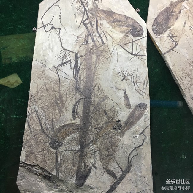追隨三星蓋樂(lè)世社區(qū)小分隊(duì)、一起去本溪的水洞游一游～.～