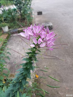 早上拍了兩張