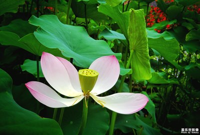 荷風(fēng)送香玉露滴