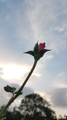黃昏的月季